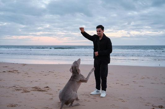 Top 5 Summer Activities for Your Family if You Have Dogs