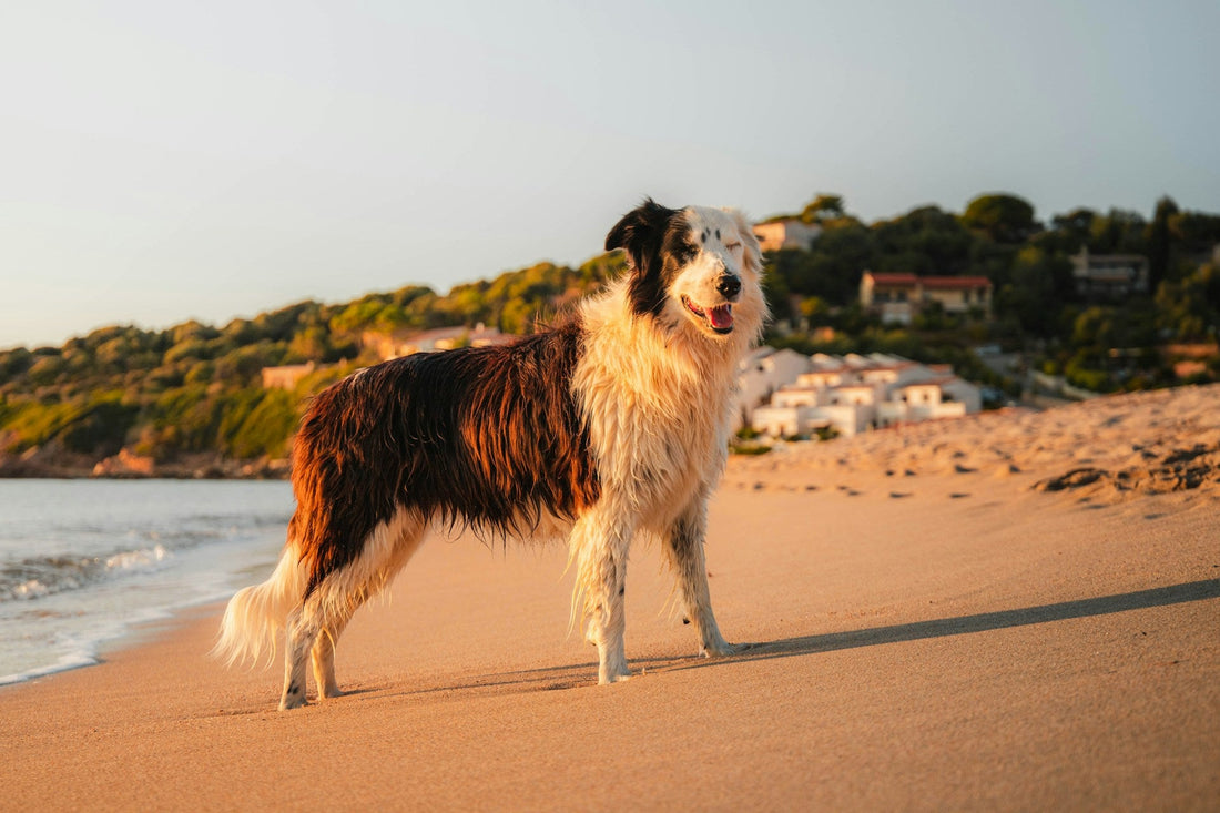 Best Dog Friendly Beaches