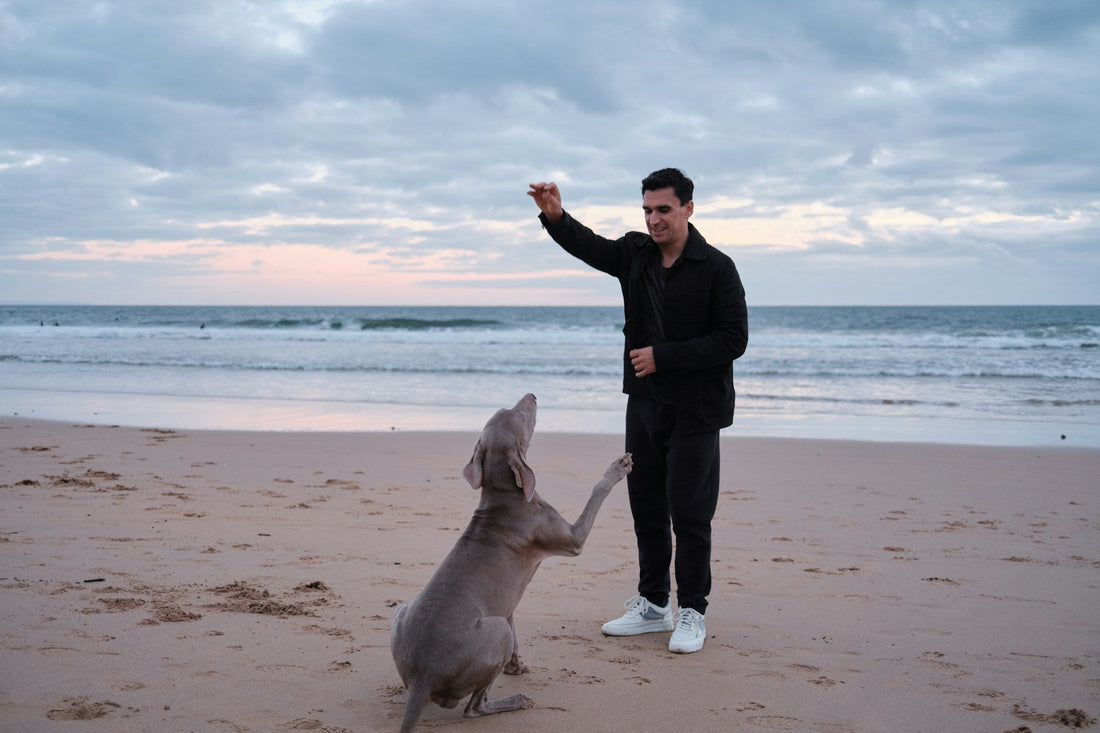 Top 5 Summer Activities for Your Family if You Have Dogs