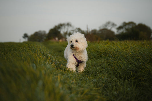 pet dog in grass