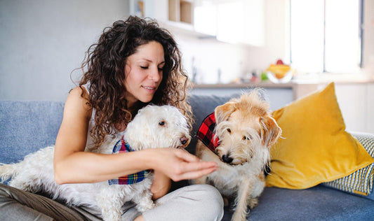 pet sitter