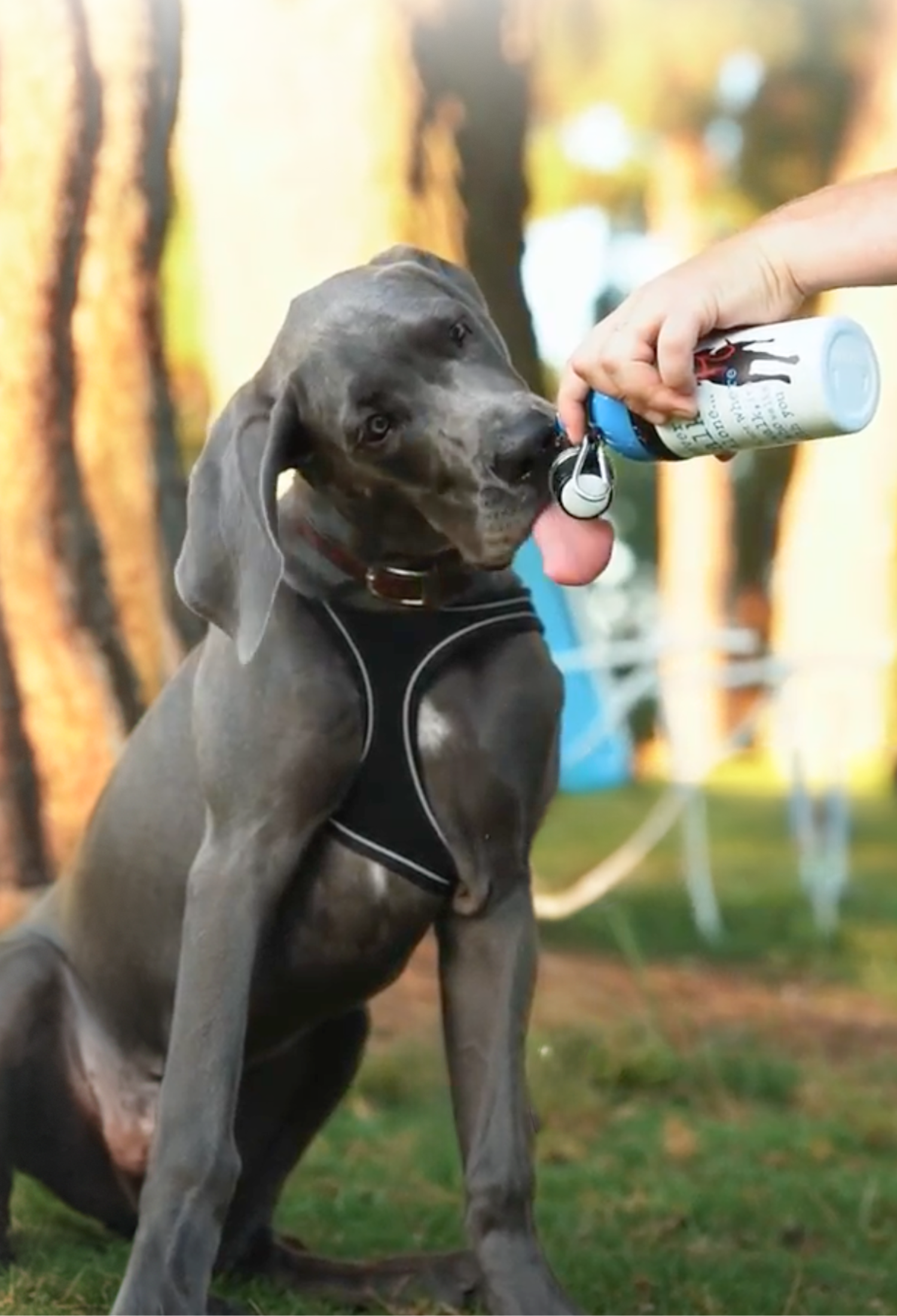 Dog Water Bottle: Never Walk Alone