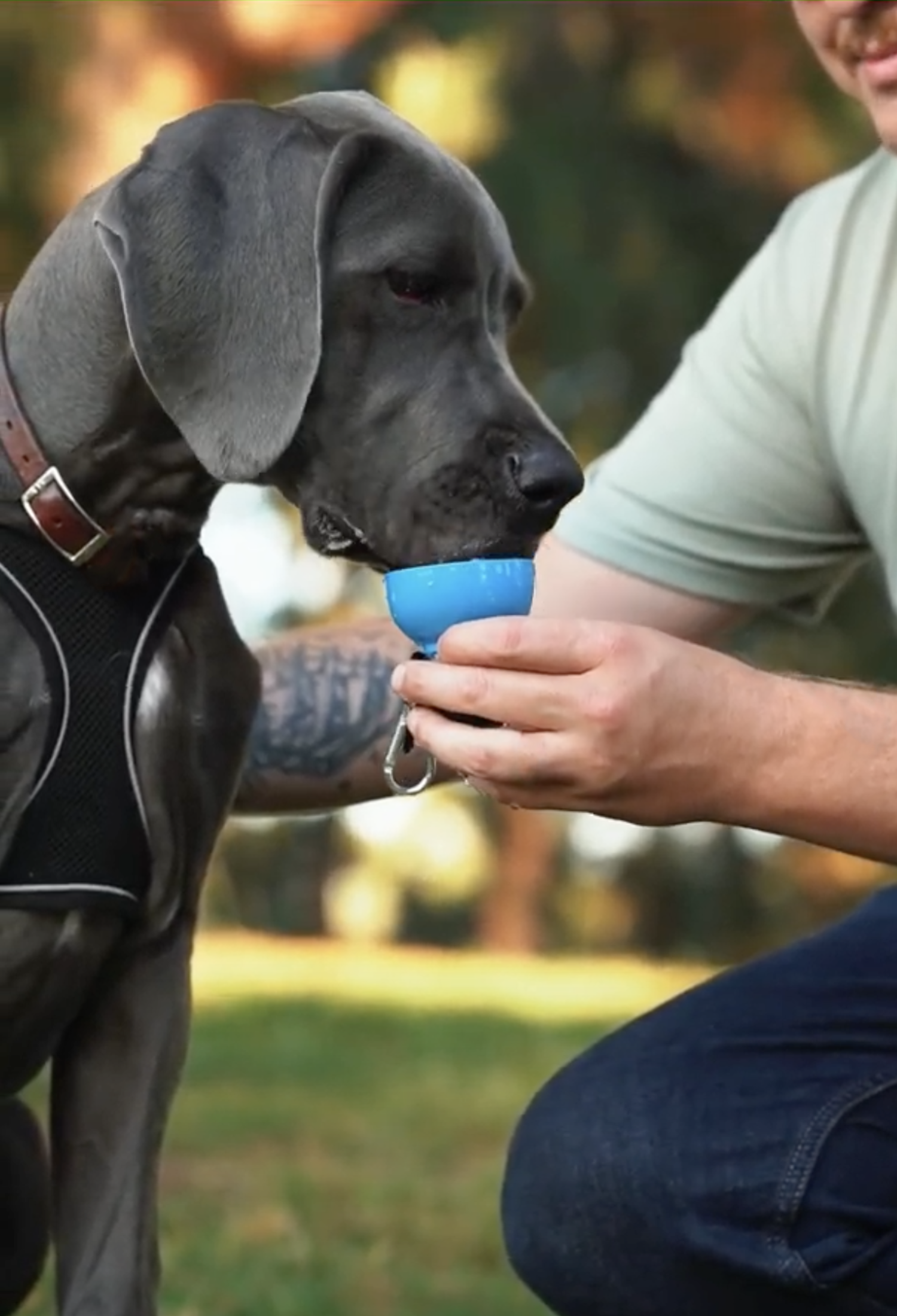 Dog Water Bottle: Never Walk Alone